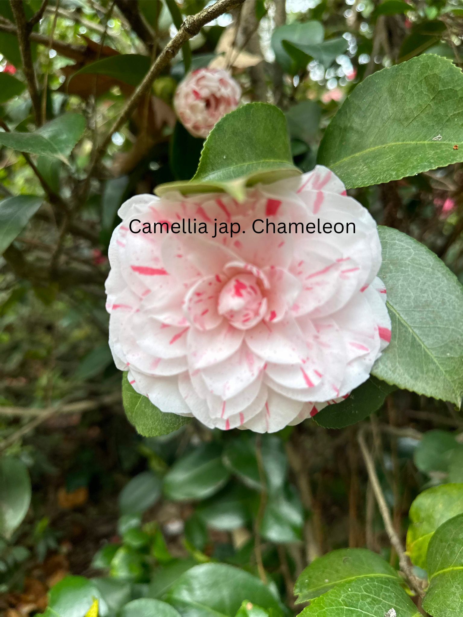 Camellia japonica weiß-rot, Kamelien mit weiß-roten Blüten (zweifarbig)